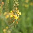 Bulbine 'Medicus' - Bulbine frutescens 'Medicus'