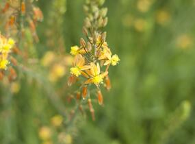 Bulbine 'Medicus' - Bulbine frutescens 'Medicus'