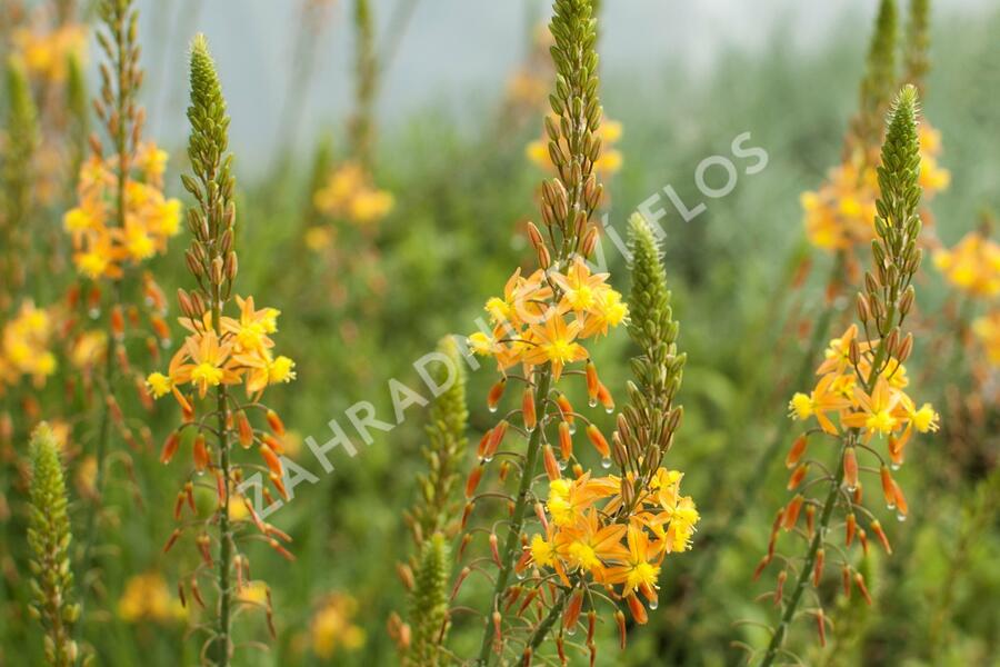 Bulbine 'Medicus' - Bulbine frutescens 'Medicus'
