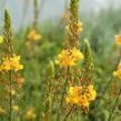 Bulbine 'Medicus' - Bulbine frutescens 'Medicus'