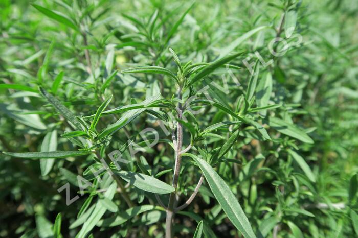 Saturejka zahradní 'Cyrano' - Satureja hortensis 'Cyrano'