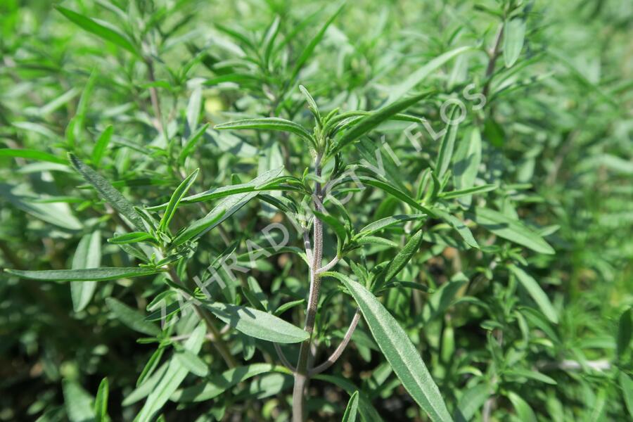Saturejka zahradní 'Cyrano' - Satureja hortensis 'Cyrano'