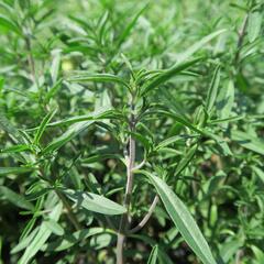 Saturejka zahradní 'Cyrano' - Satureja hortensis 'Cyrano'