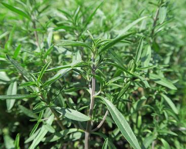 Saturejka zahradní 'Cyrano'