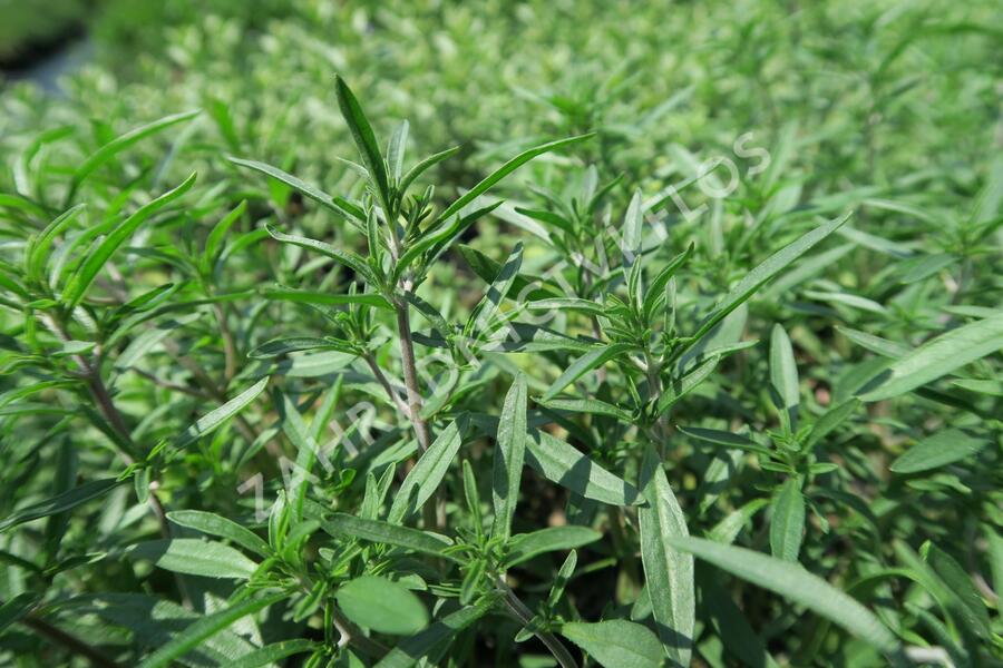 Saturejka zahradní 'Cyrano' - Satureja hortensis 'Cyrano'