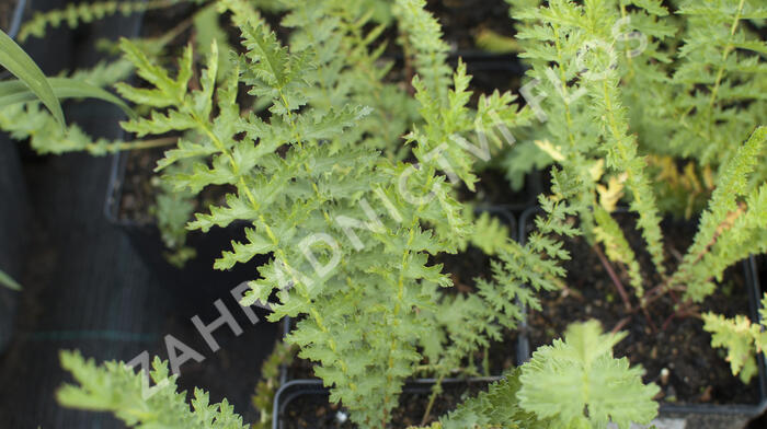 Tužebník - Filipendula hexapetala