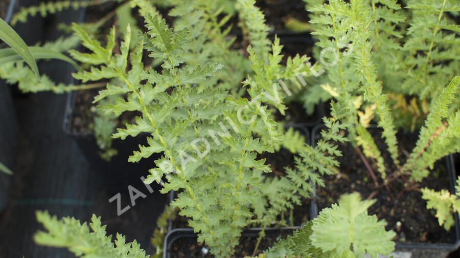 Tužebník - Filipendula hexapetala