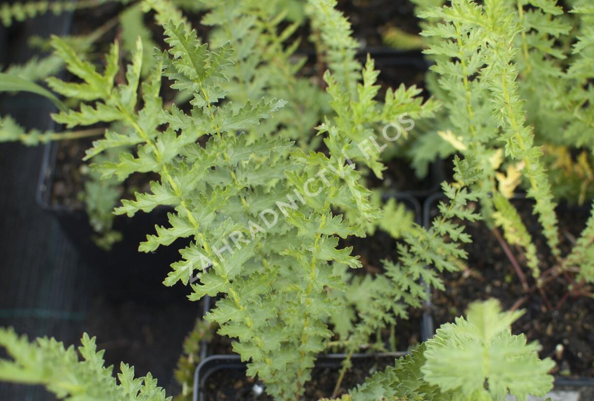 Tužebník - Filipendula hexapetala