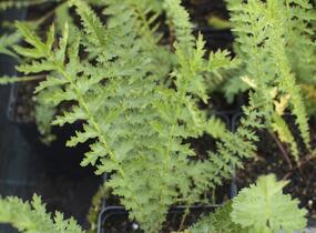 Tužebník - Filipendula hexapetala