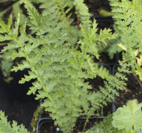 Tužebník - Filipendula hexapetala