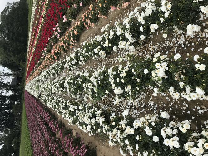 Růže půdopokryvná Kordes 'Innocencia' - Rosa PK 'Innocencia'