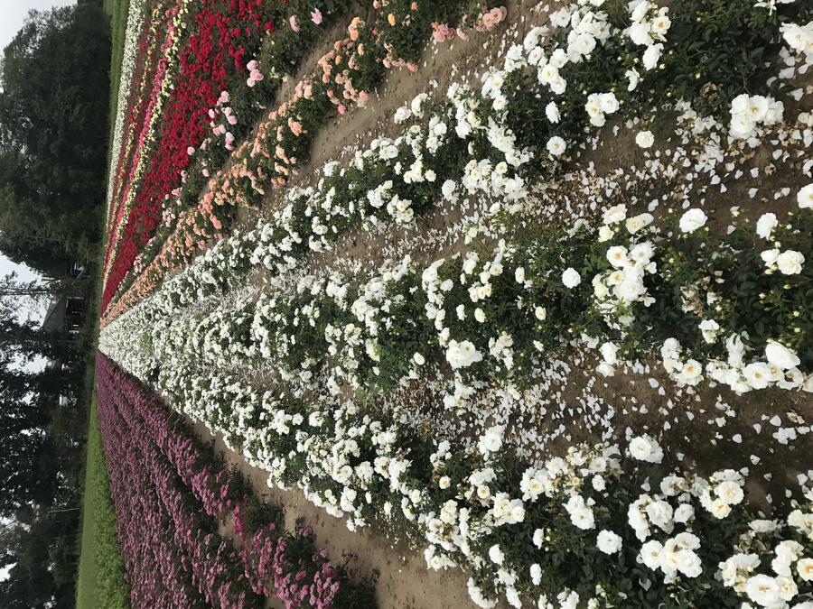 Růže půdopokryvná Kordes 'Innocencia' - Rosa PK 'Innocencia'