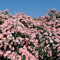 Růže mnohokvětá Meilland 'Bingo Meidiland' - Rosa MK 'Bingo Meidiland'