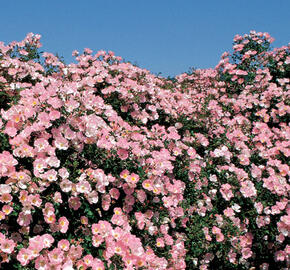 Růže mnohokvětá Meilland 'Bingo Meidiland' - Rosa MK 'Bingo Meidiland'