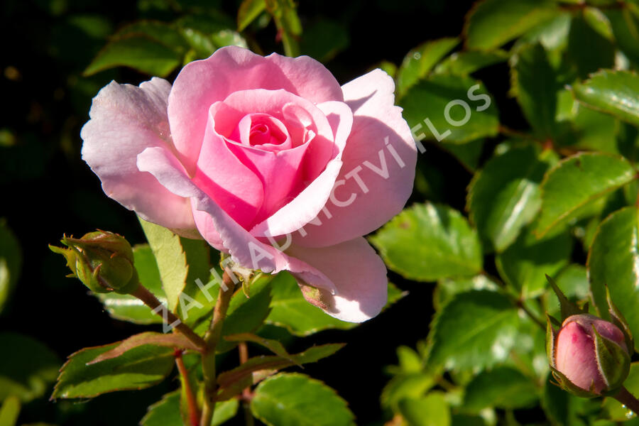 Růže půdopokryvná 'The Fairy' - Rosa PK 'The Fairy'