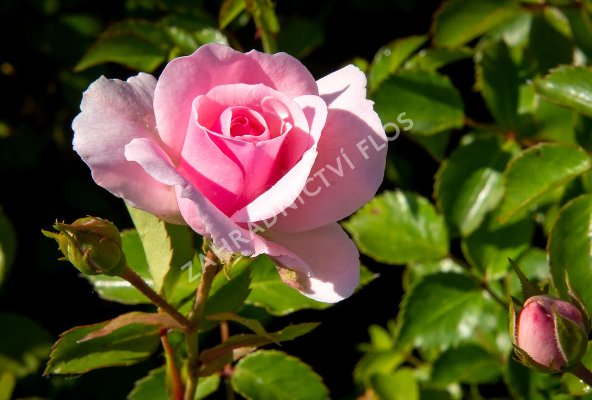 Růže půdopokryvná 'The Fairy' - Rosa PK 'The Fairy'