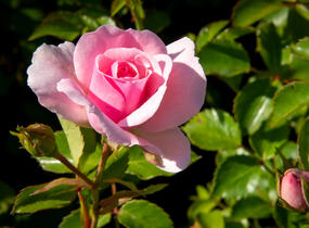 Růže půdopokryvná 'The Fairy' - Rosa PK 'The Fairy'