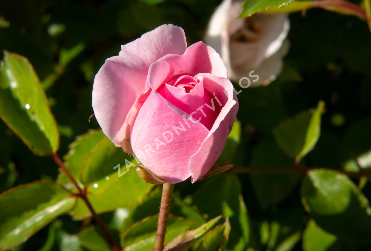 Růže půdopokryvná 'The Fairy' - Rosa PK 'The Fairy'