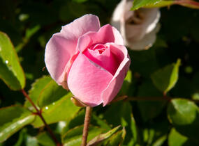 Růže půdopokryvná 'The Fairy' - Rosa PK 'The Fairy'