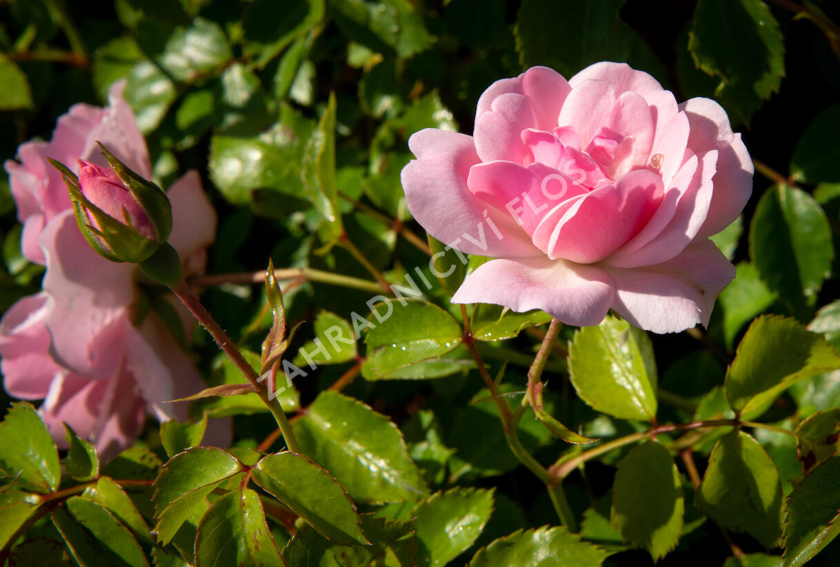 Růže půdopokryvná 'The Fairy' - Rosa PK 'The Fairy'
