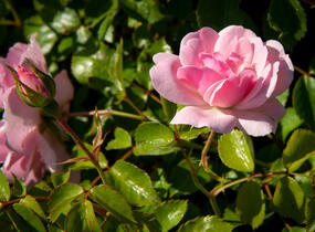 Růže půdopokryvná 'The Fairy' - Rosa PK 'The Fairy'