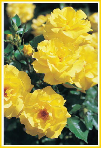 Růže mnohokvětá Kordes 'Friesia' - Rosa MK 'Friesia'