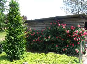 Růže pnoucí Kordes 'Rosarium Uetersen' - Rosa PN 'Rosarium Uetersen'