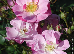 Růže mnohokvětá 'Lavender Dream' - Rosa MK 'Lavender Dream'