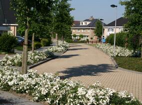 Růže půdopokryvná Tantau 'Aspirin Rosa' - Rosa PK 'Aspirin Rose'