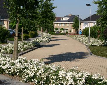 Růže půdopokryvná Tantau 'Aspirin Rosa'