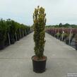 Tis červený 'Fastigiata Aurea' - Taxus baccata 'Fastigiata Aurea'