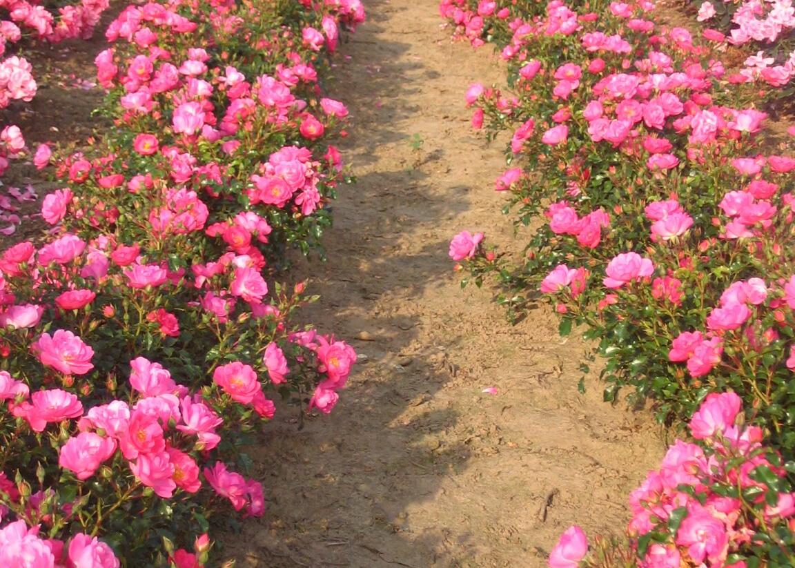 Růže mnohokvětá Kordes 'Neon' - Rosa MK 'Neon'