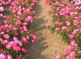 Růže mnohokvětá Kordes 'Neon' - Rosa MK 'Neon'