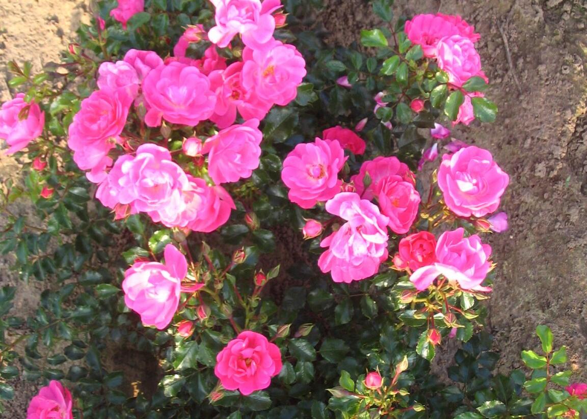 Růže mnohokvětá Kordes 'Neon' - Rosa MK 'Neon'