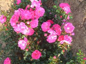 Růže mnohokvětá Kordes 'Neon' - Rosa MK 'Neon'