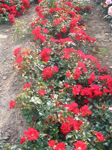 Růže pnoucí 'Sommerabend' - Rosa PN 'Sommerabend'