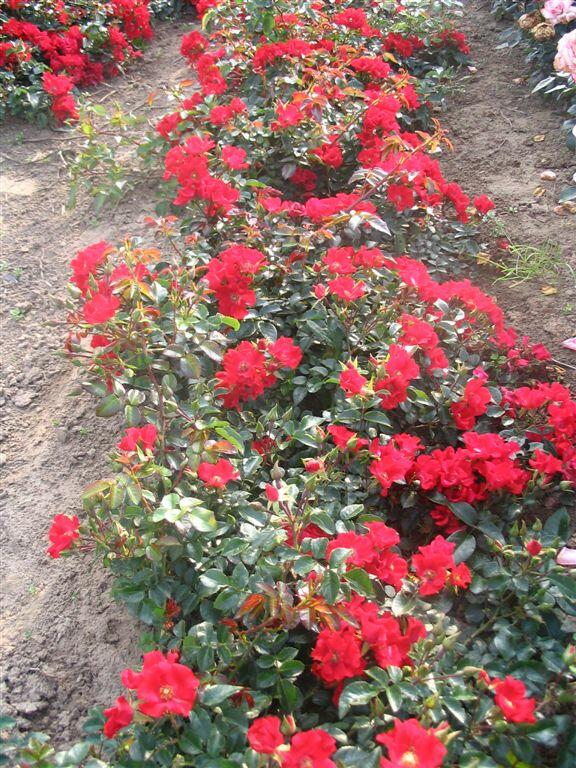 Růže pnoucí 'Sommerabend' - Rosa PN 'Sommerabend'