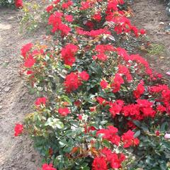 Růže pnoucí 'Sommerabend' - Rosa PN 'Sommerabend'