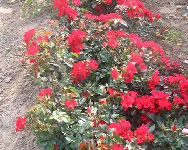 Růže pnoucí 'Sommerabend'