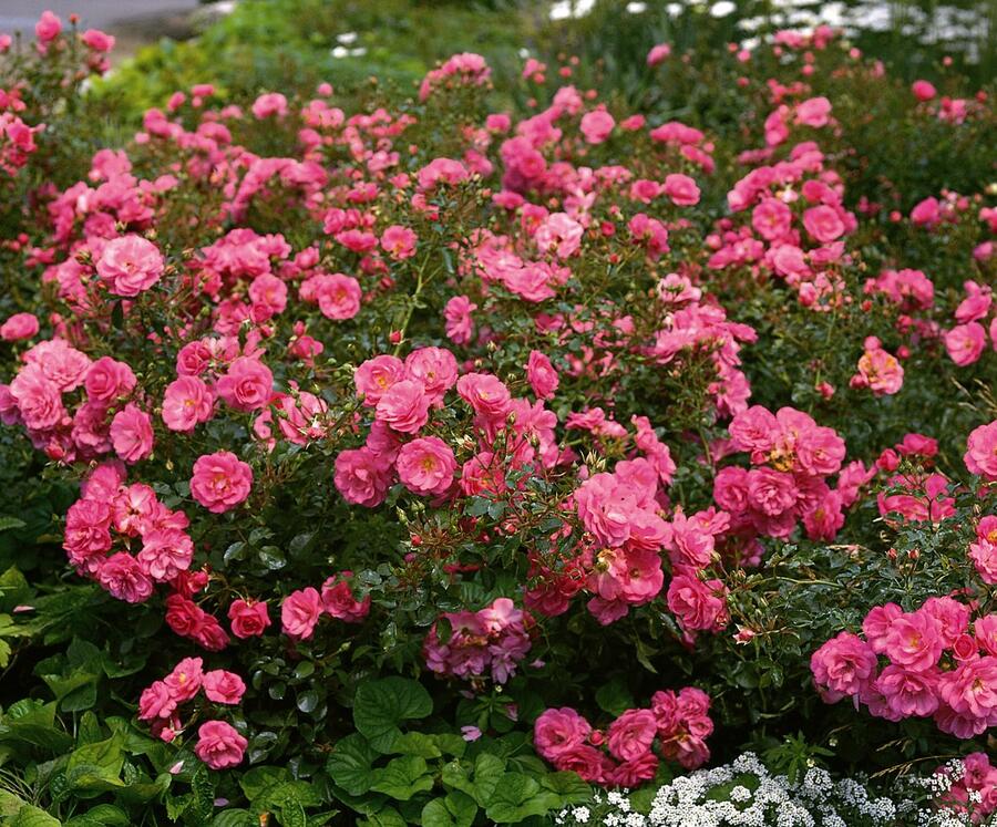 Růže mnohokvětá Tantau 'Mirato' - Rosa MK 'Mirato'