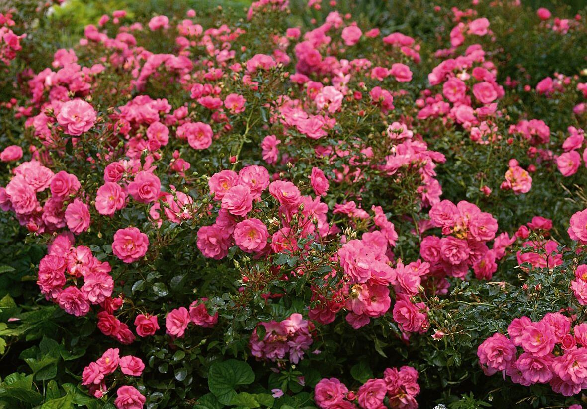 Růže mnohokvětá Tantau 'Mirato' - Rosa MK 'Mirato'