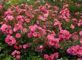 Růže mnohokvětá Tantau 'Mirato' - Rosa MK 'Mirato'