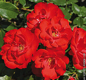 Růže mnohokvětá Meilland 'La Sevillana' - Rosa MK 'La Sevillana'