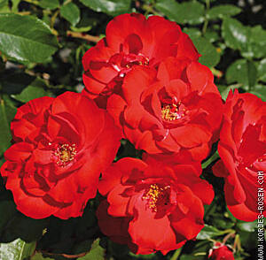 Růže mnohokvětá Meilland 'La Sevillana'