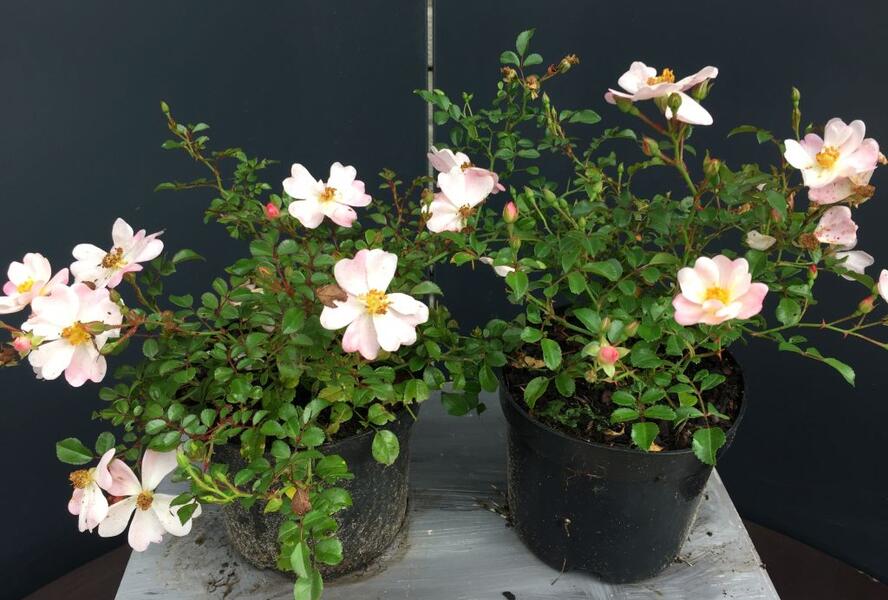Růže půdopokryvná Kordes 'Medeo' - Rosa PK 'Medeo'