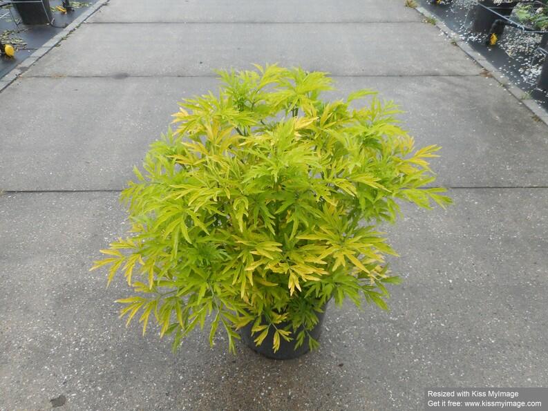 Bez černý 'Golden Tower' - Sambucus nigra 'Golden Tower'