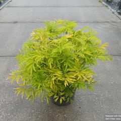 Bez černý 'Golden Tower' - Sambucus nigra 'Golden Tower'