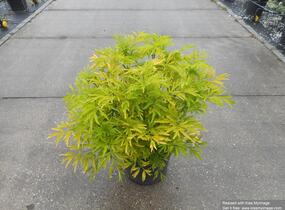Bez černý 'Golden Tower' - Sambucus nigra 'Golden Tower'