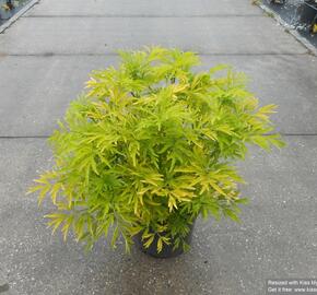 Bez černý 'Golden Tower' - Sambucus nigra 'Golden Tower'