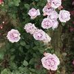 Růže mnohokvětá Kordes 'Novalis' - Rosa MK 'Novalis'